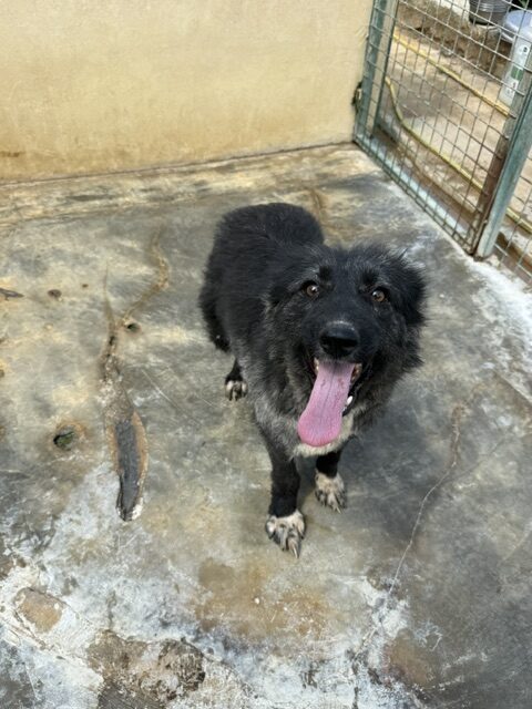 Kaloa (17)