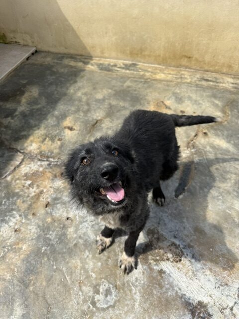 Kaloa (18)