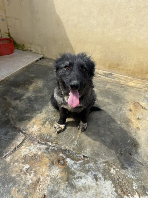 Kaloa (19)