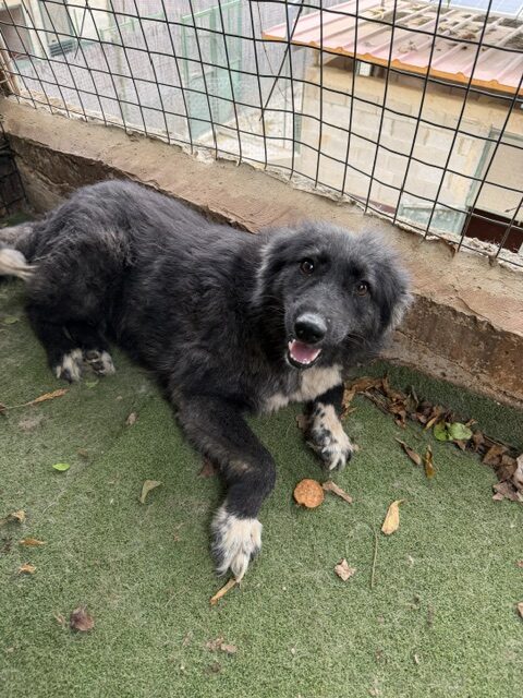 Kaloa (20)