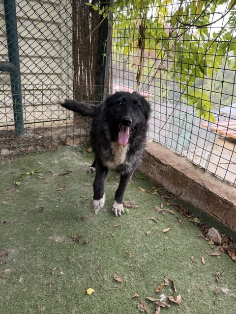 Kaloa (23)