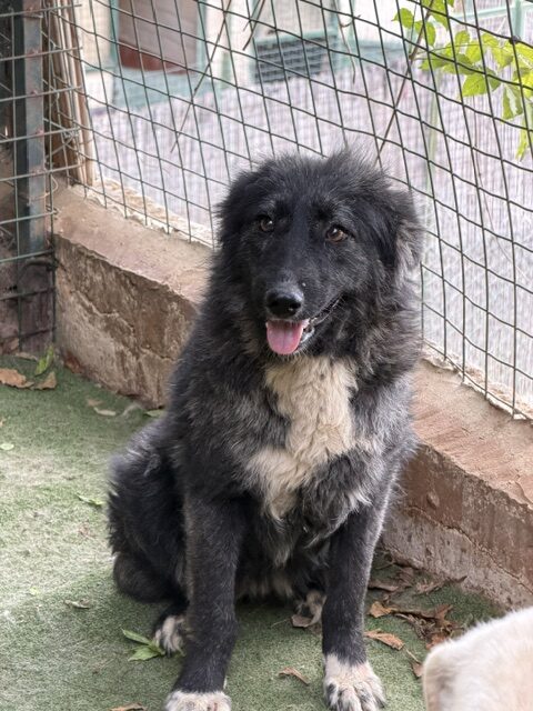 Kaloa (25)