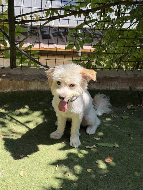 Kenzo 8 (6)
