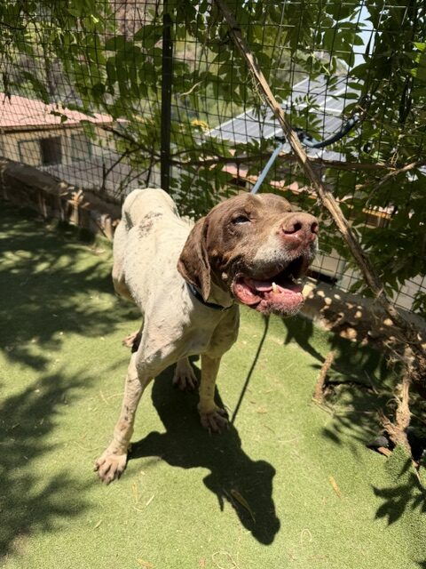 Marshie (10)