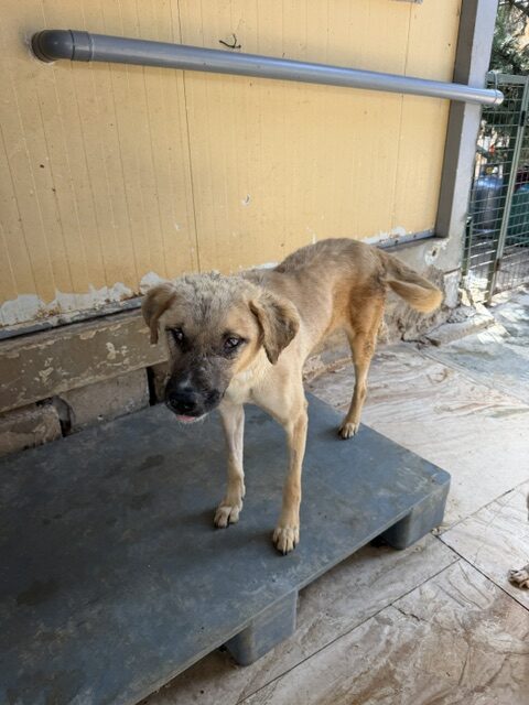 Nyrah (13)