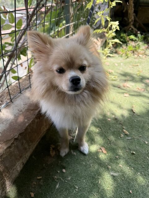 Teddy 4 (29)