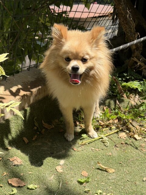 Teddy 4 (41)