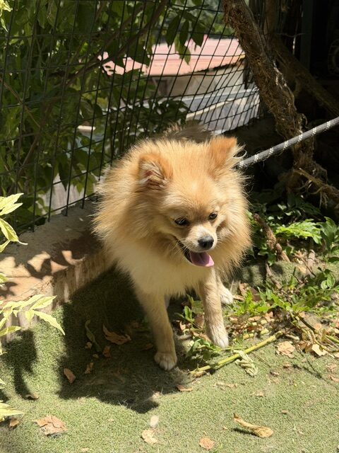Teddy 4 (42)