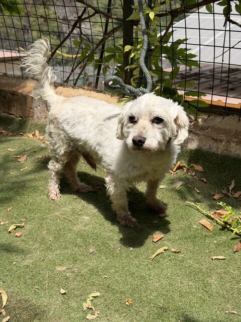 Timon (1)