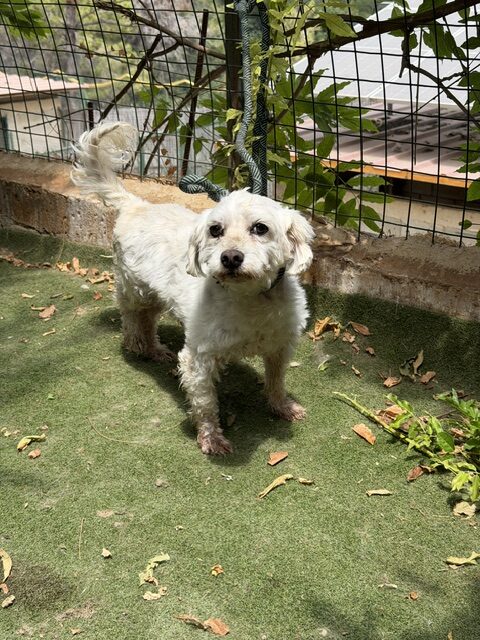 Timon (11)