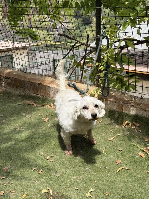Timon (12)