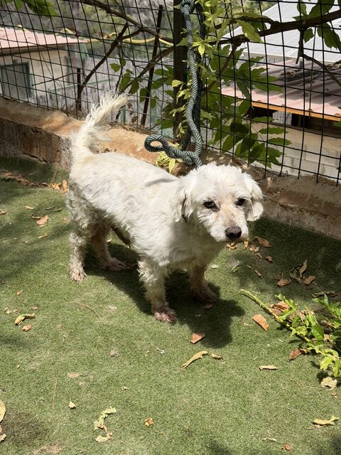 Timon (14)