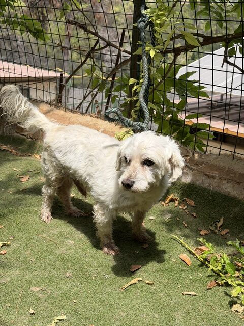 Timon (15)