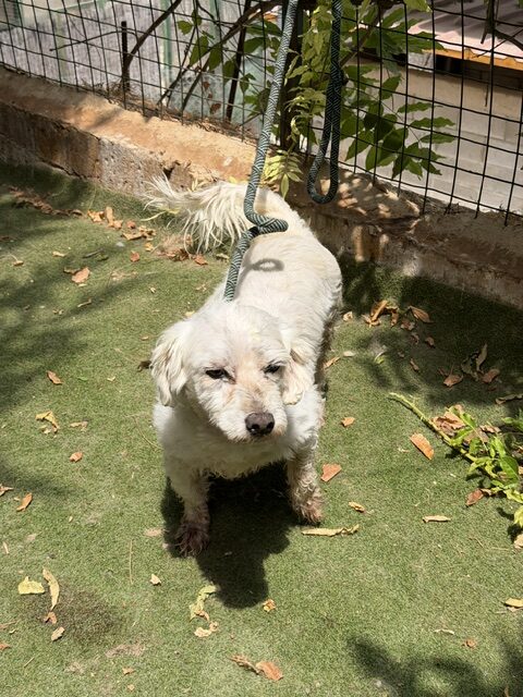 Timon (3)