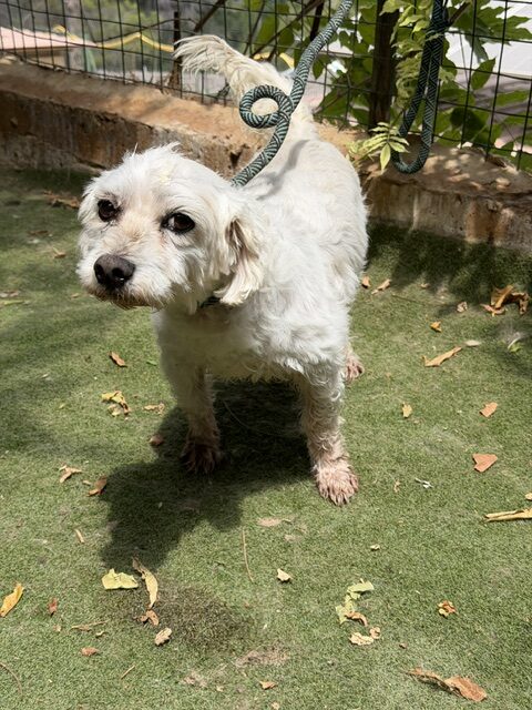 Timon (4)