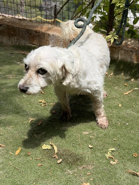Timon (5)