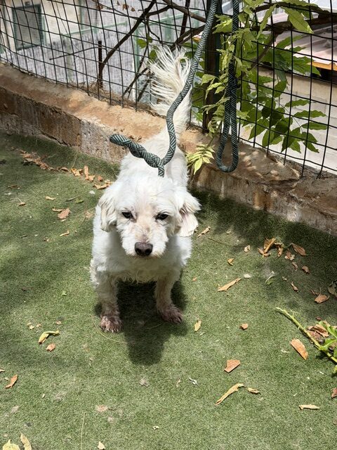 Timon (8)