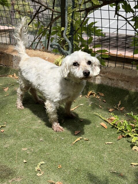 Timon (9)
