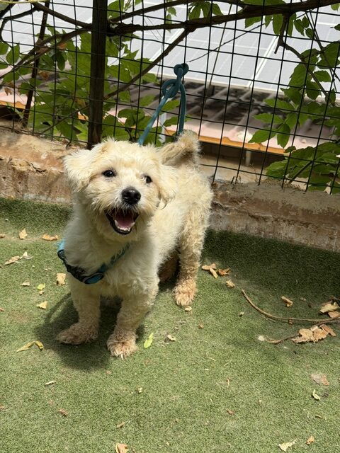 Tuffy (1)