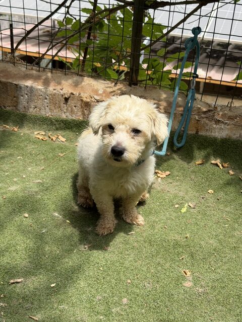 Tuffy (10)