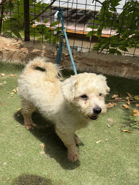 Tuffy (11)