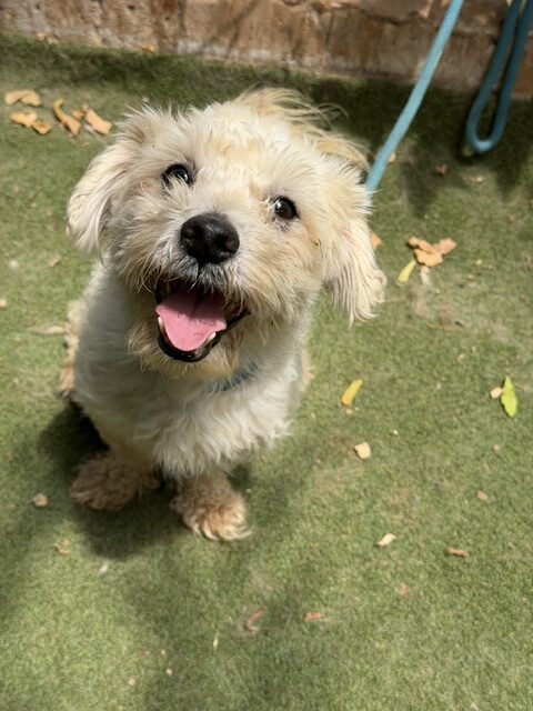 Tuffy (12)