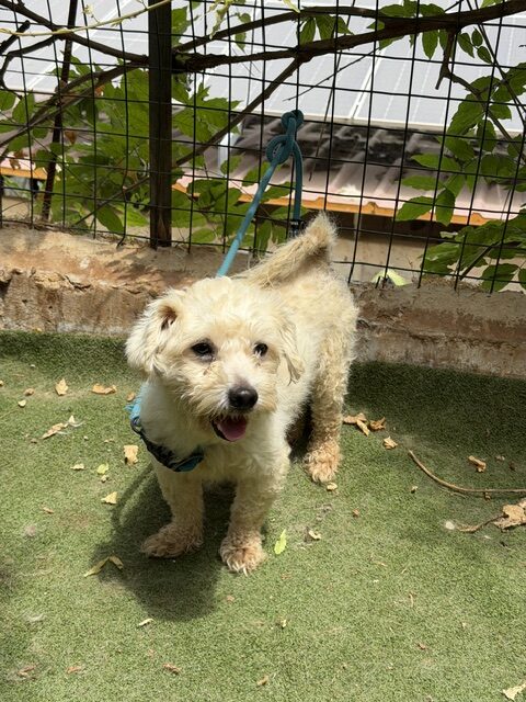 Tuffy (13)