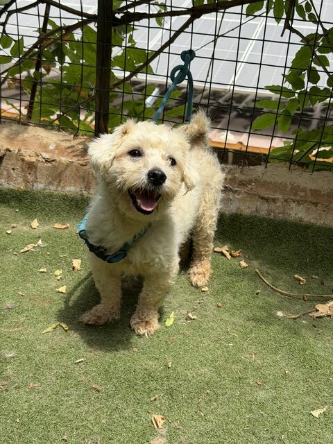 Tuffy (14)
