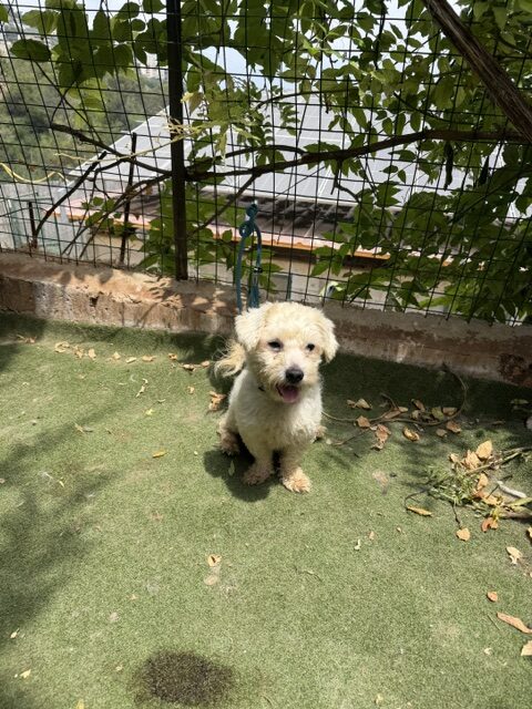 Tuffy (2)