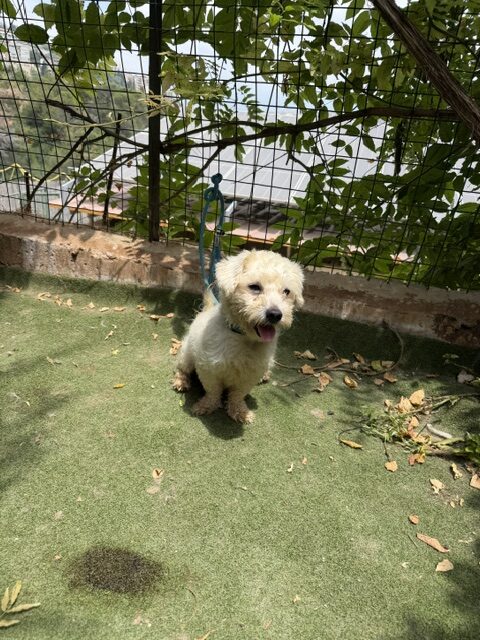 Tuffy (3)