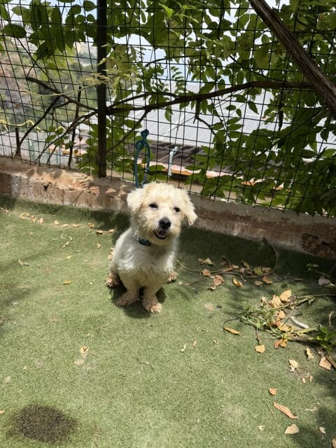 Tuffy (4)