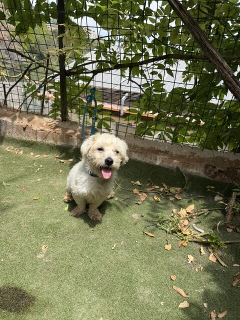 Tuffy (5)
