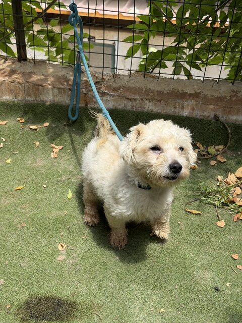 Tuffy (6)