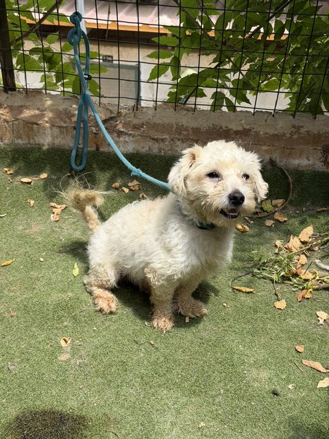 Tuffy (7)