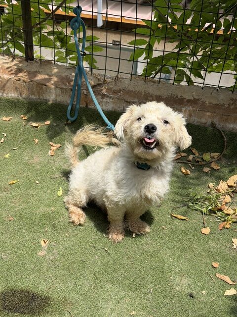 Tuffy (8)