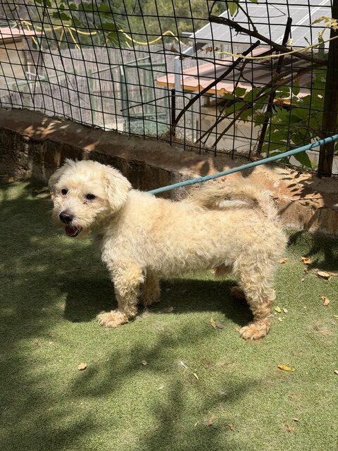 Tuffy (9)