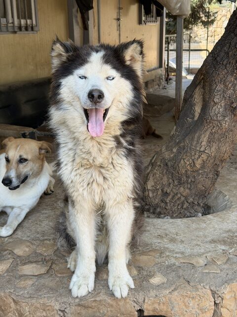 Xaden (6)