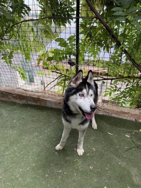 Xanto (1)