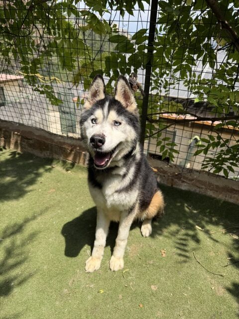 Xanto (11)