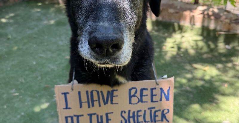 They waited over a decade.Help them get home.