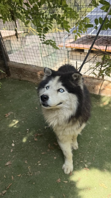 Kako (17)