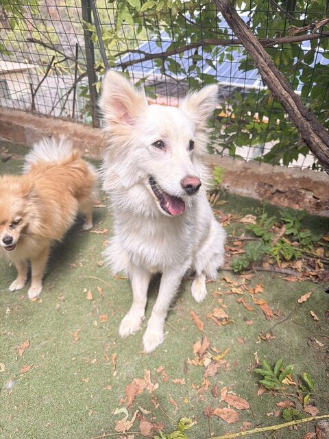 Muppet (14)