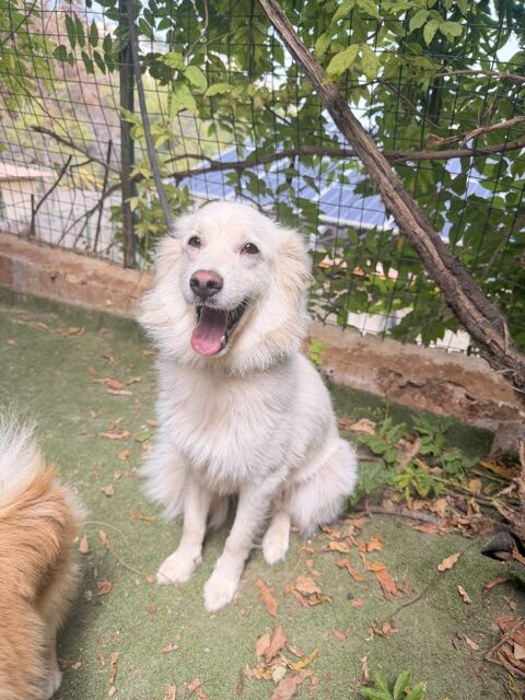 Muppet (16)
