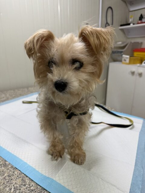 Puka (1)