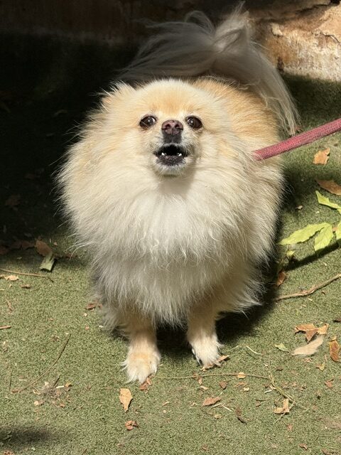 Gucci the Pom (1)