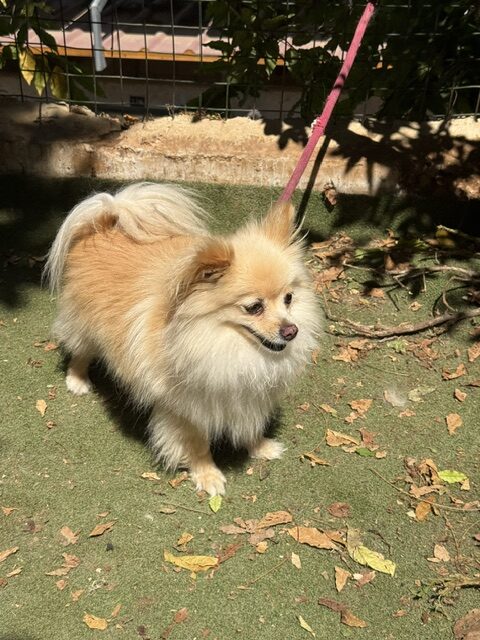 Gucci the Pom (10)