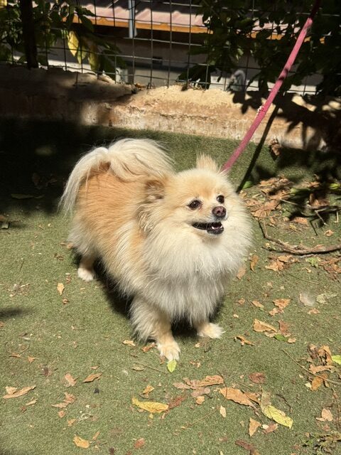 Gucci the Pom (11)