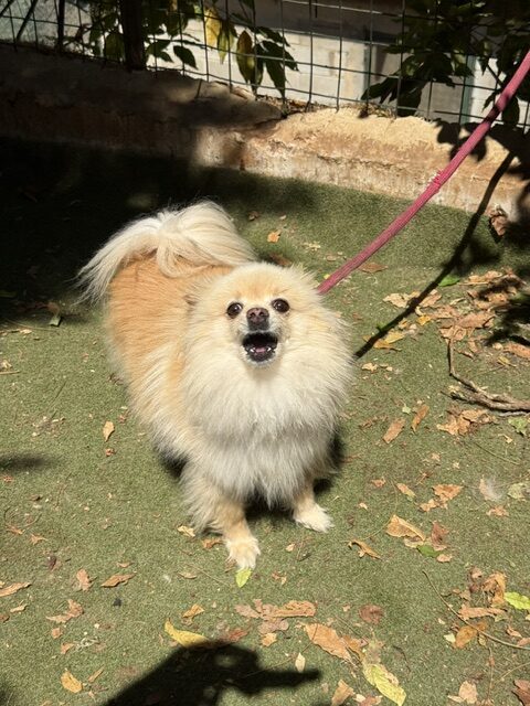Gucci the Pom (12)