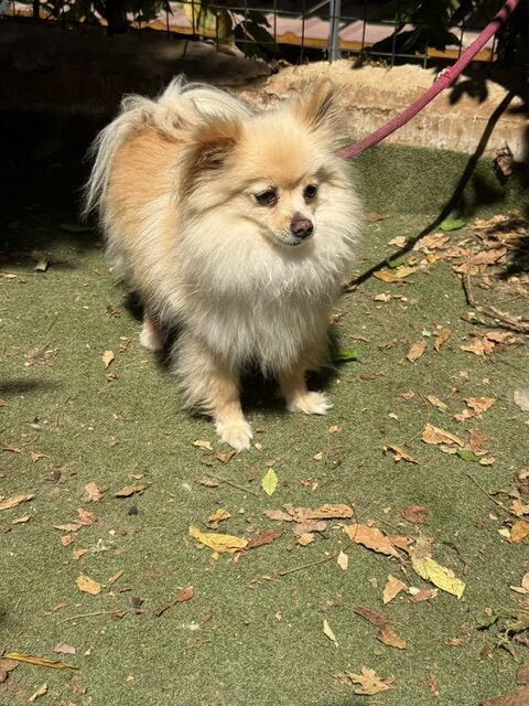 Gucci the Pom (13)