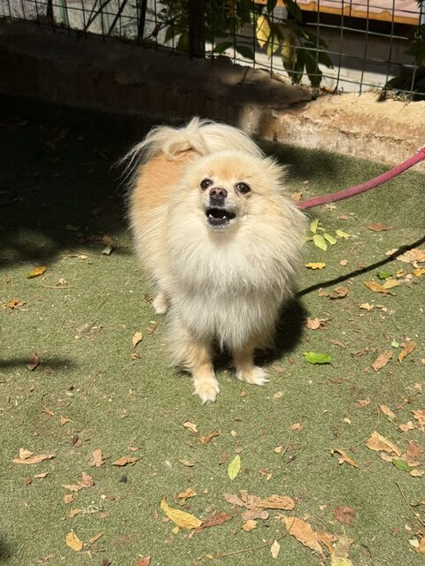Gucci the Pom (14)
